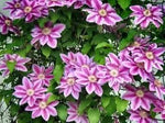 Perennial Vine Climbing Flower Seeds for Planting - NON GMO Seeds Dhara Seeds