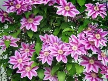 Perennial Vine Climbing Flower Seeds for Planting - NON GMO Seeds for planting in home garden