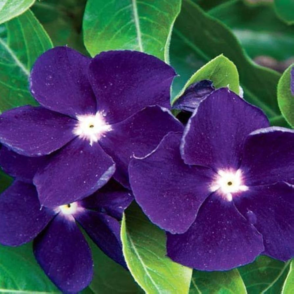 Purple Vinca Periwinkle Flower Seeds – Heirloom Non-GMO Seeds for Stunning Garden Blooms