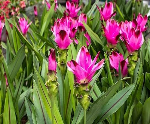Pink Curcuma Flower - Heirloom, Non - Gmo Seeds
