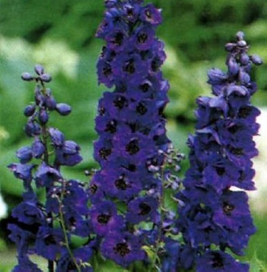 Delphinium Black Knight Seeds ( , Flowering Plants)