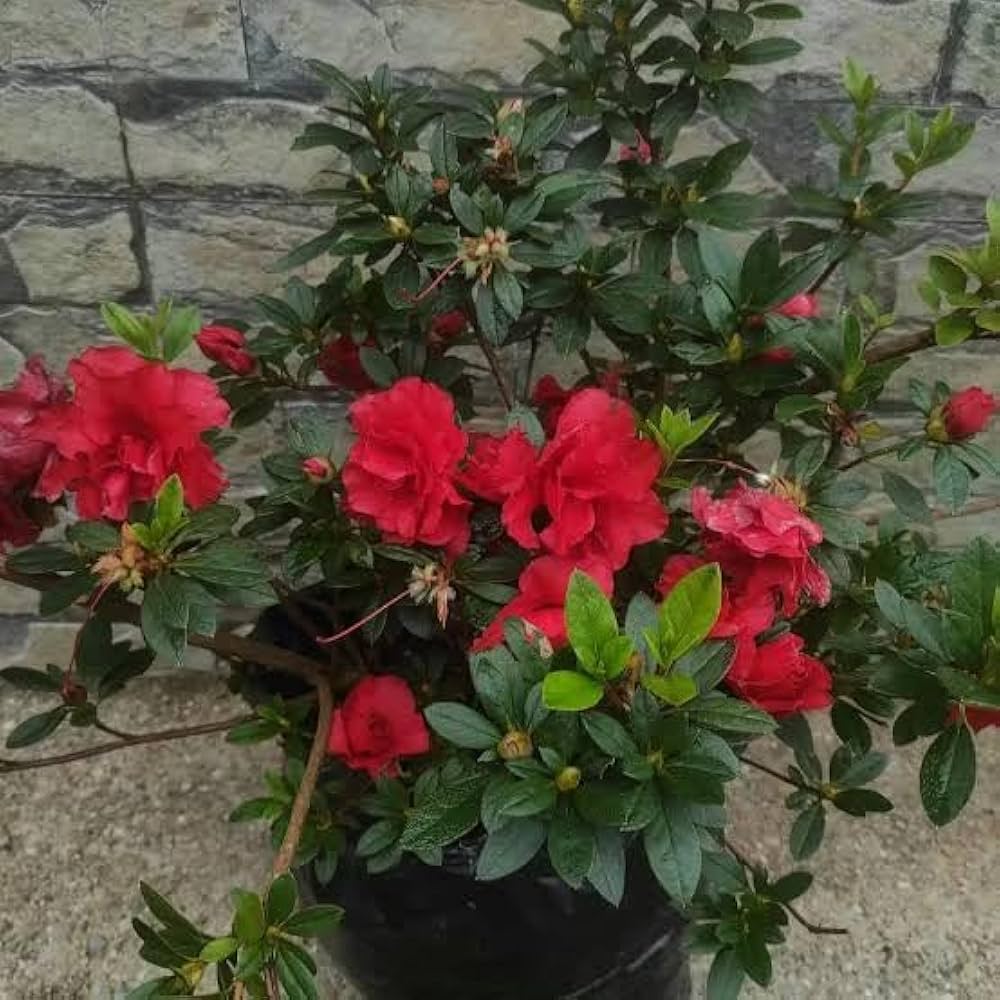 Azalea Rhododendron flower seeds for planting in home garden borders or shaded landscaping