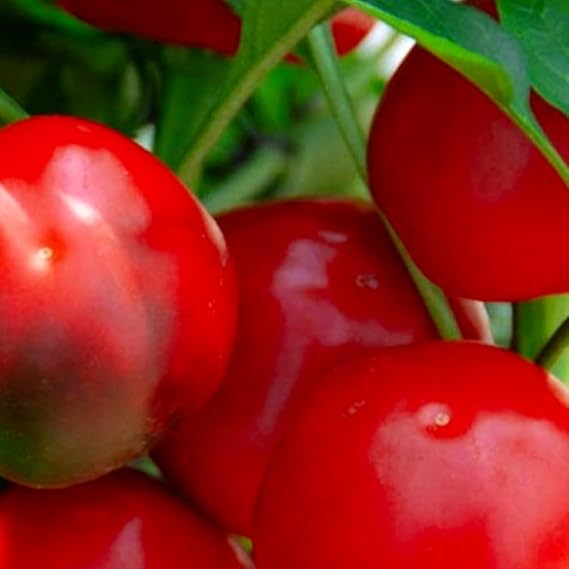 Pepper Capsicum annuum Cherry vegetable seeds for planting in kitchen garden or container pots