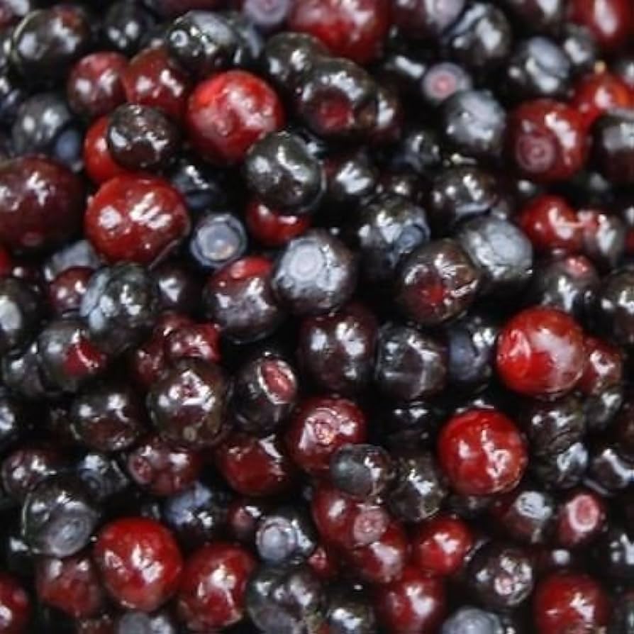 Mountain Huckleberry Bush Gaylussacia baccata Seeds for Planting in Berry Garden