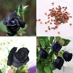 Black rose – rare flower seed for dramatic gardens