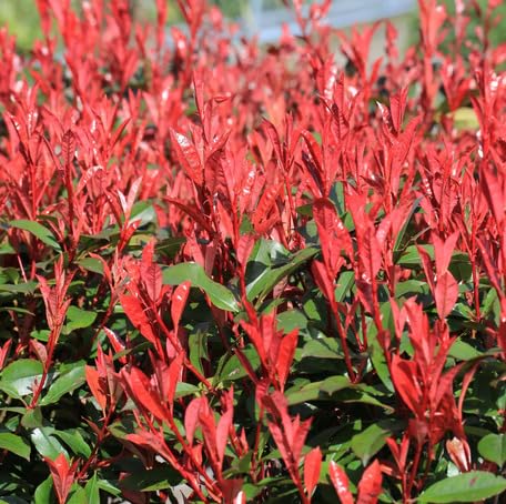 Red Photinia - Heirloom, Non - Gmo Seeds