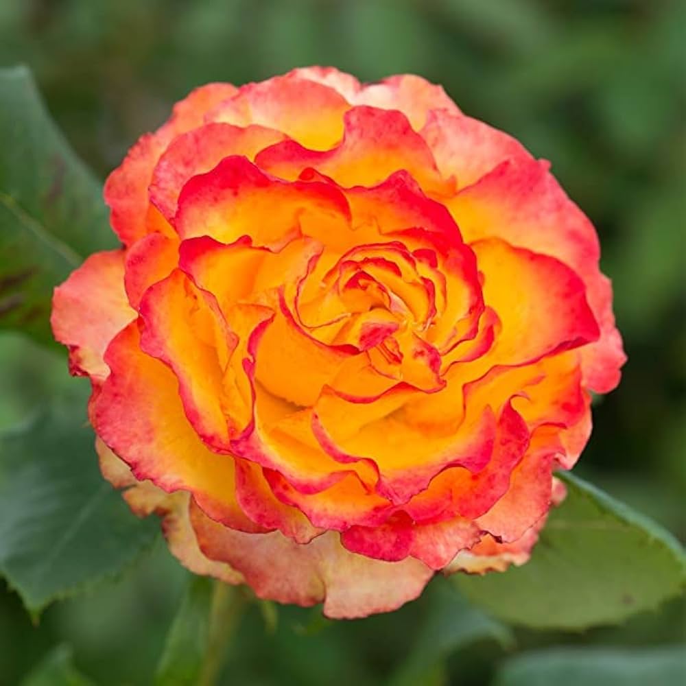 Rose Rosa Hybrida Yellow & Red Rare Hybrid Tea Flower Seeds for Planting – Ideal for Home Garden and Decorative Borders