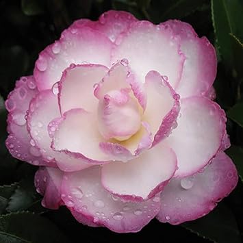 White Purple Camellia Flower Seeds – Non-GMO, Perfect for Garden Planting seeds for planting in home garden