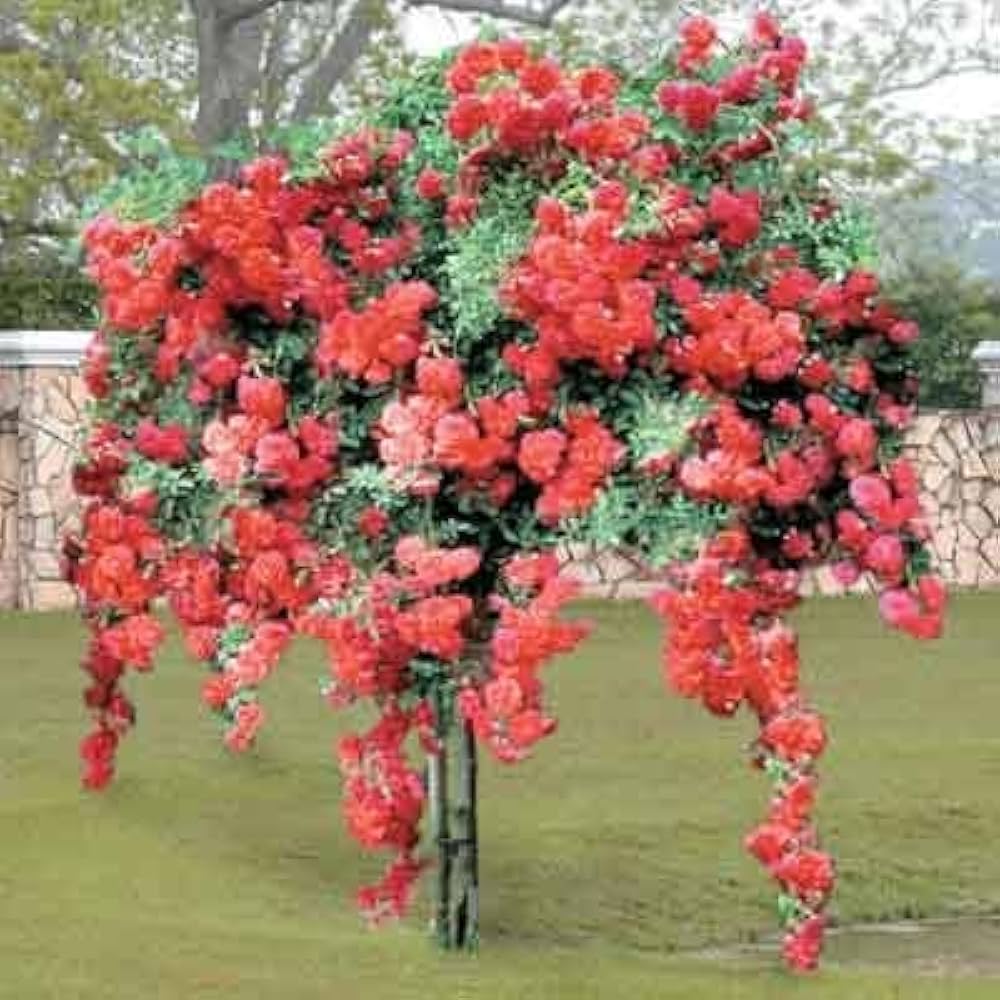 Bonsai Rose (Rosa spp.) for indoor or outdoor planting