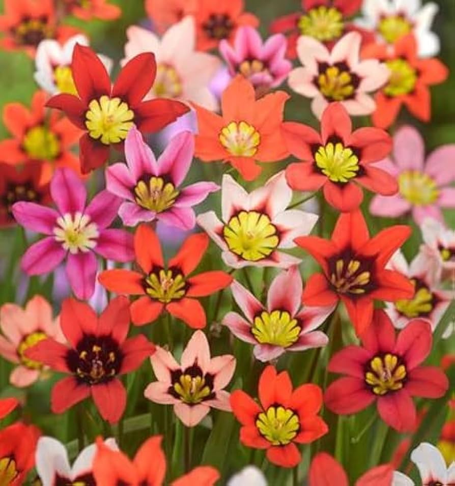 Sparaxis Sparaxis Tricolor Rose Flower Seeds for Planting – Great for Spring Planting and Colorful Garden Displays