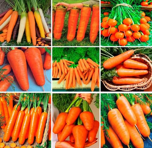 Mixed Carrot - Heirloom, Non - Gmo Seeds