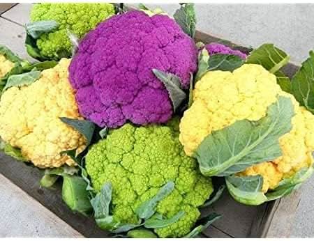 Mixed Cauliflower Seeds for Planting