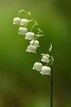 White Lily of the Valley Flower Seeds for Planting - Heirloom and Non-GMO Garden Seeds Dhara Seeds