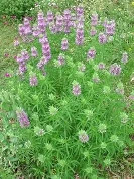 Violet Citriodora Flower Seeds for Planting - NON GMO Seeds Dhara Seeds