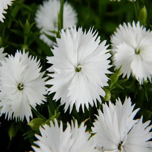 White Dianthus Flower - Heirloom, Non - Gmo Seeds