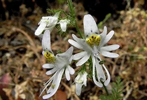 Schizanthus Flower Seeds for Planting - NON GMO Seeds Dhara Seeds
