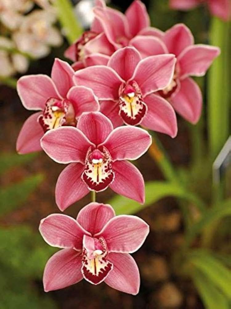 Cymbidium Faberi Elegant Ornamental Flowering Seeds For Planting