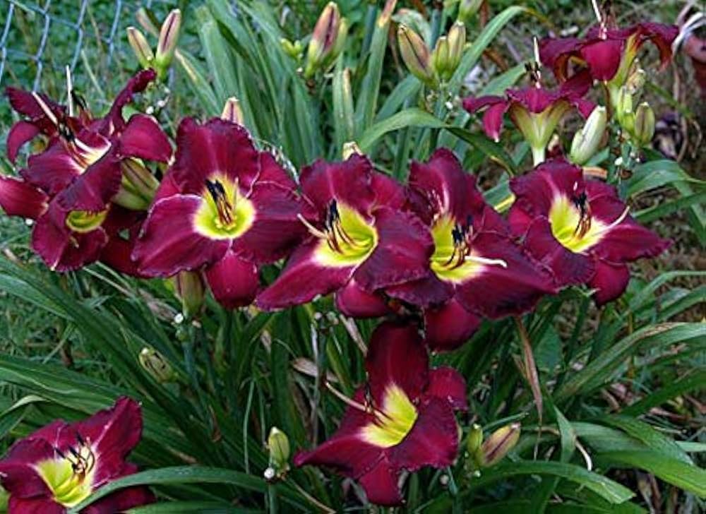 Daylily Hemerocallis Mix Seeds ( , Red & Purple Flowers)
