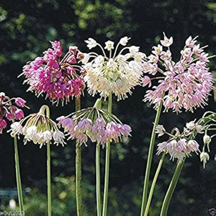 Allium Cernuum Flower Seeds for Planting