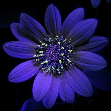 Violet Sunflower Flower Seeds - 100 pcs for planting in your garden.