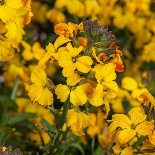 Erysimim Flower Yellow