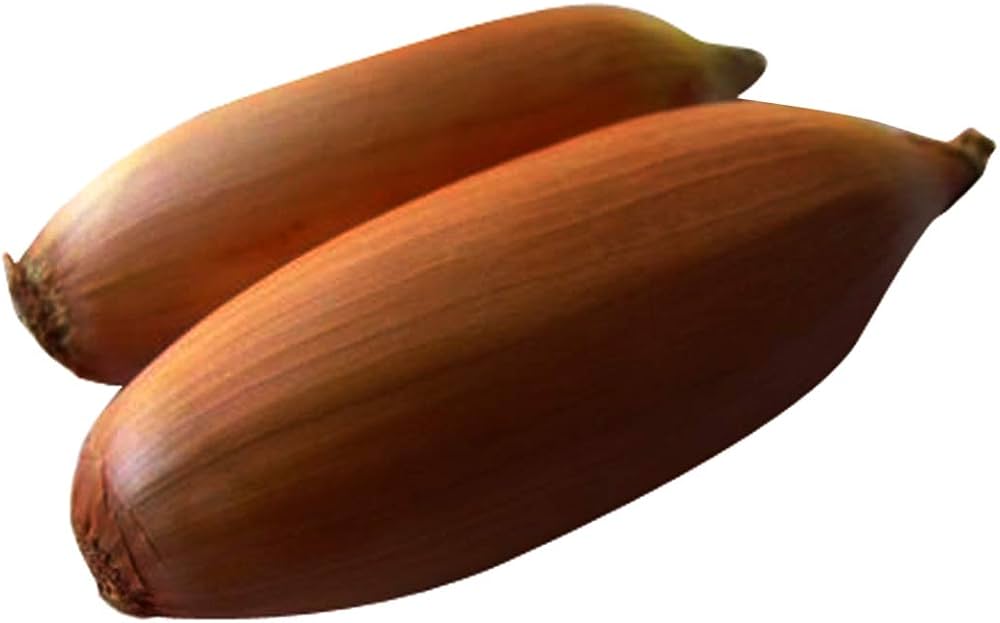 Four seasons shallot onion seeds