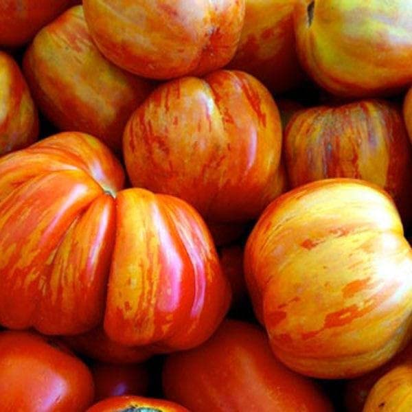 Goldie Heirloom Tomato seeds for flavorful garden planting