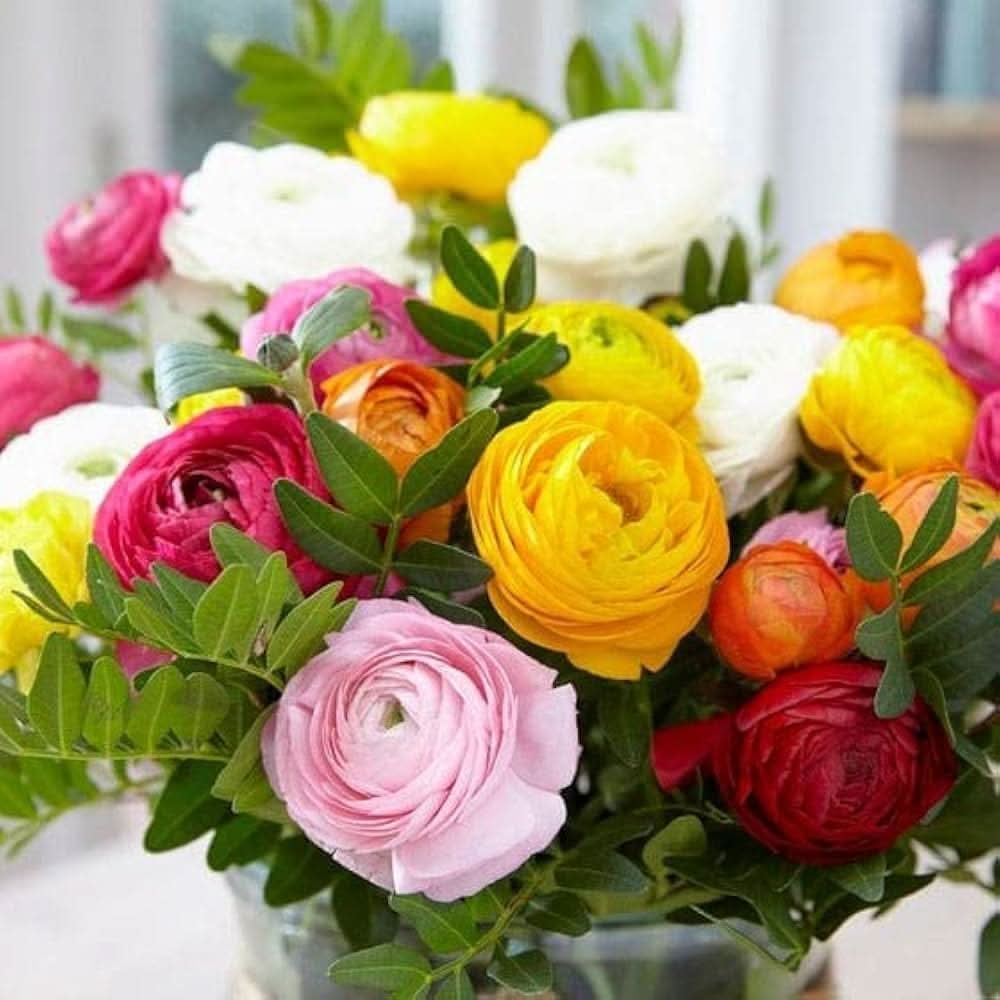 Ranunculus Ranunculus asiaticus flower seeds for planting in home garden flower beds