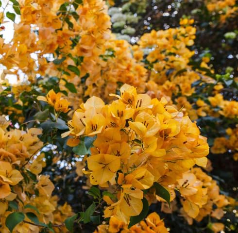 Yellow Bougainvillea Flower - Heirloom, Non - Gmo Seeds