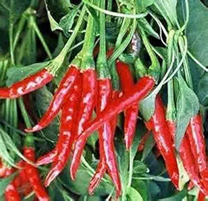 Hot Pepper Mix Capsicum annuum for planting in vegetable patch