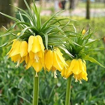 Yellow Imperial Crown Flower Seeds for Planting – 100 pcs