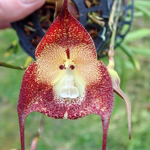 Monkey Face Orchid Flower Red - Heirloom, Non - Gmo Seeds