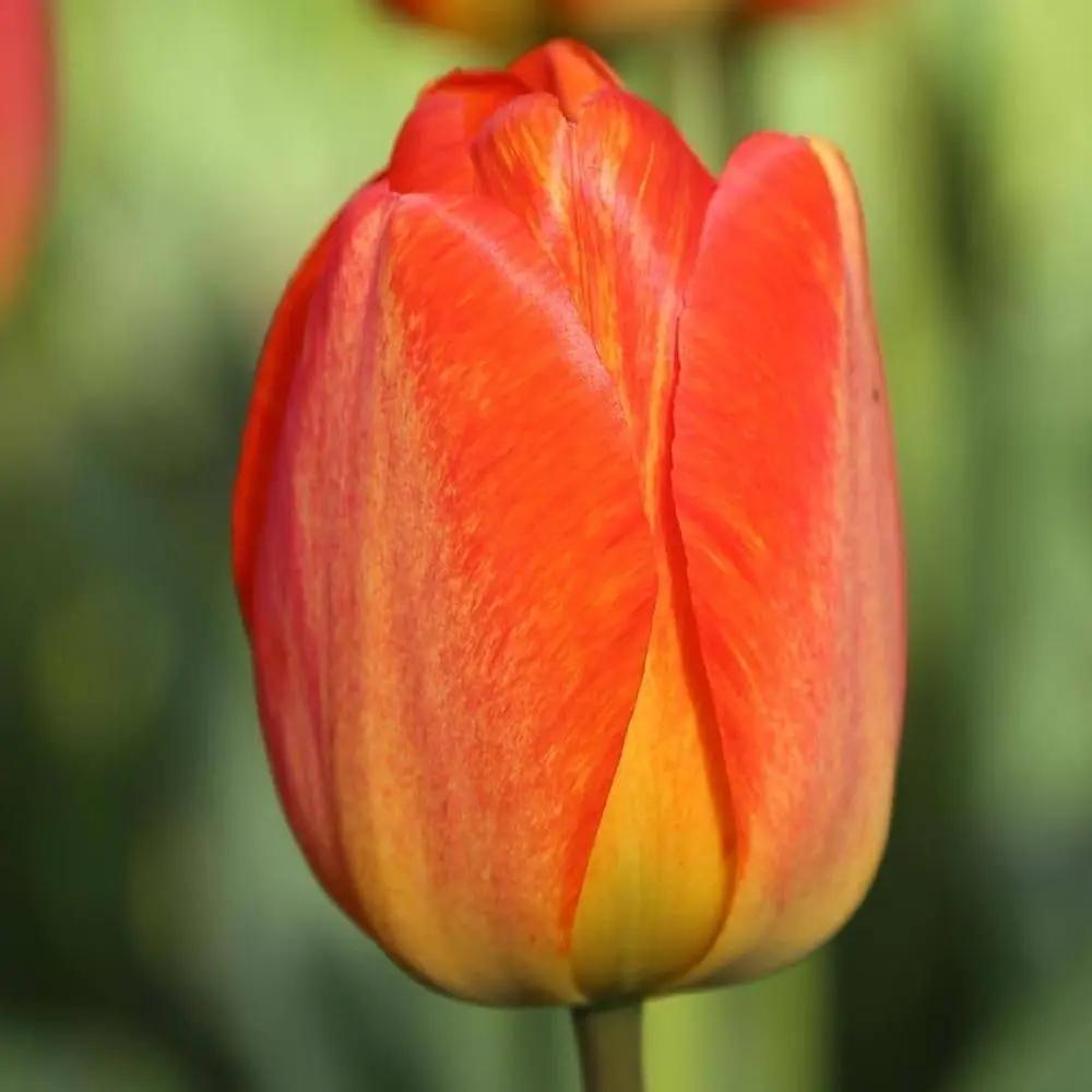 Orange Tulip Flower Seeds for Planting – Heirloom, Non-GMO, Vibrant Blooms for planting in home garden
