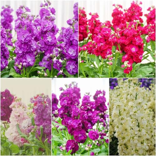 Mixed Matthiola Incana Flower - Heirloom, Non - Gmo Seeds