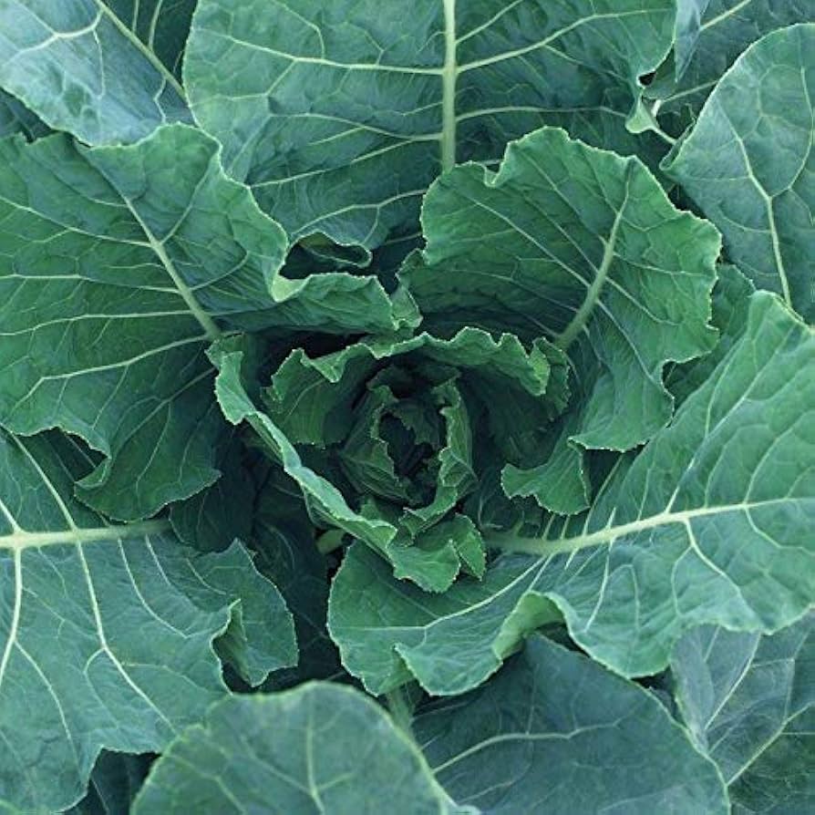 Heirloom Champion Collard Greens - Seeds for Vigorous Growth and Excellent Yields