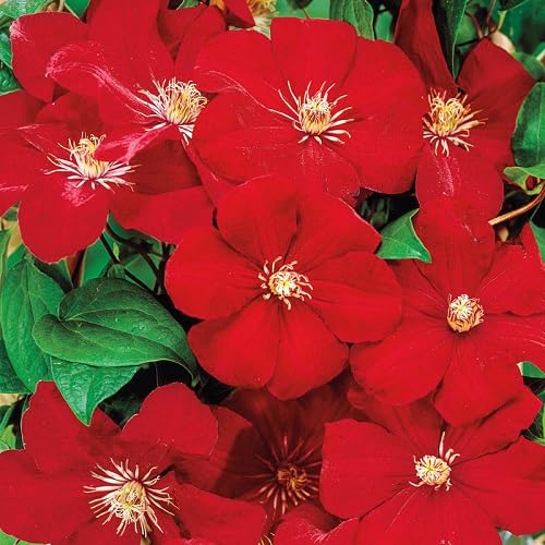 Red Clematis Flower - Heirloom, Non - Gmo Seeds