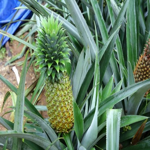 Green Pineappple Fruit - Heirloom, Non - Gmo Seeds