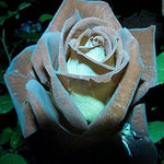Brown Rose Flower Heirloom Non Gmo Image
