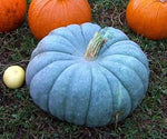 Blue Doll pumpkin seeds for garden planting