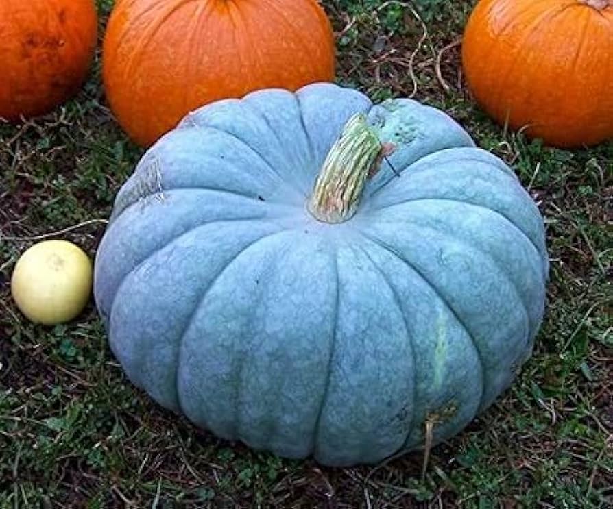 Blue Doll pumpkin seeds for garden planting