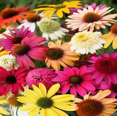 Mixed Echinacea Flower
