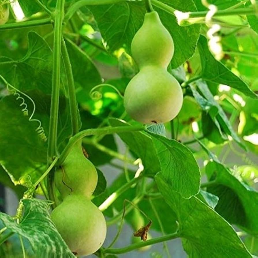 Bottle Gourd Fruit Seeds – Lagenaria Siceraria for Home Garden