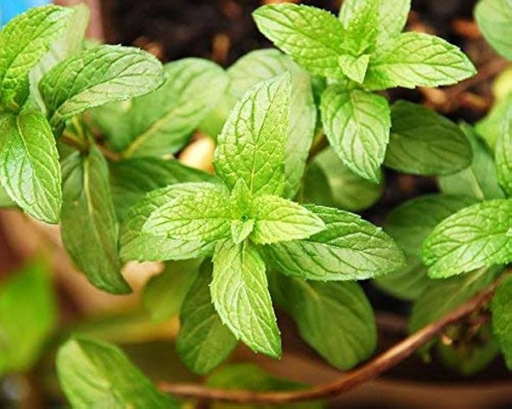 Pfefferminzsamen Peppermint Seeds for planting in kitchen garden