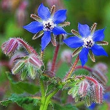 Borage Dark Blue Seeds for Planting – Organic, Heirloom, Non-GMO Flower Seeds seeds for planting in home garden