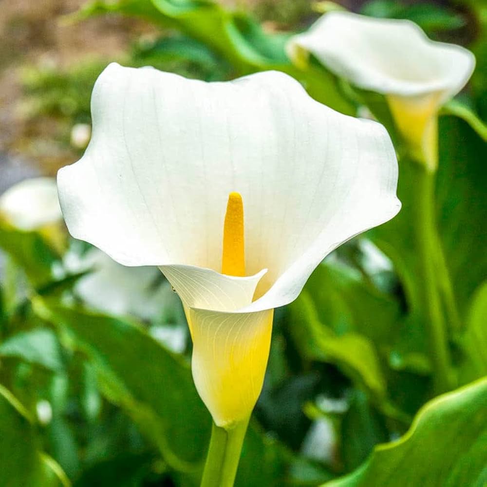 Calla Lily Zantedeschia spp Seeds for Planting in Flower Bed