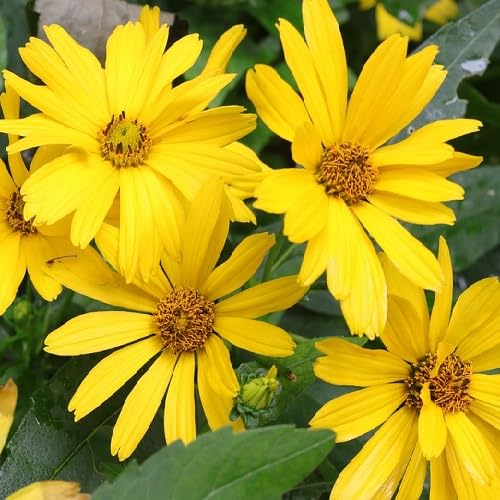 Yellow Daisy Flower - Heirloom, Non - Gmo Seeds