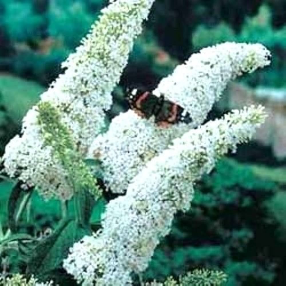 White Butterfly Bush Buddleia Davidii Seeds for Planting – Attract Pollinators, Non-GMO seeds for planting in home garden