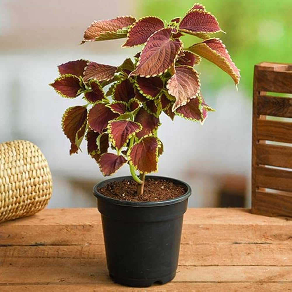 Chocolate Symphony Coleus Seeds for Planting for Flower Bed