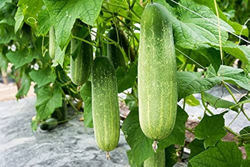 Cucumber Cucumis Sativus Khasbulat F1 Vegetable Seeds for Planting – Ideal for Kitchen Garden and Vertical Growing