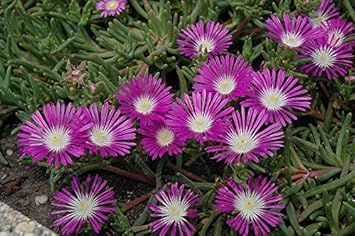 Delosperma Stardust Flower Purple - Heirloom, Non - Gmo Seeds